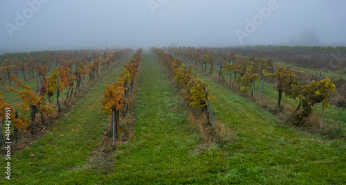 misty autumn vineyards © babaroga
