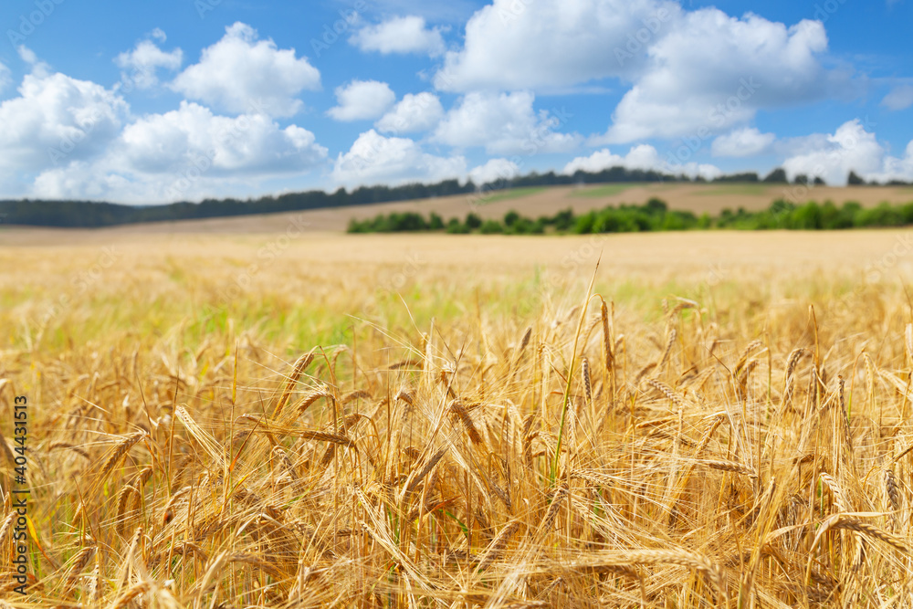 Field of barley. Close up of barley ears in a field - obrazy, fototapety, plakaty 