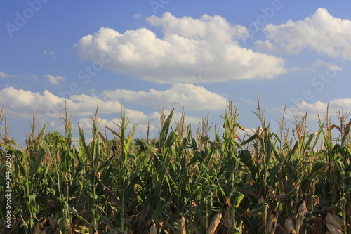 Kansas green corn in a field out in the country south of Sterling Kansas USA.