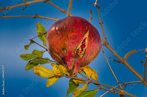Ripe cracked pomegranate on branch. Against blue sky in autumn in Crimea.