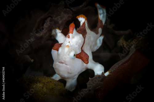 Female scuba diver looking at warty clown frogfish on coral reef photo