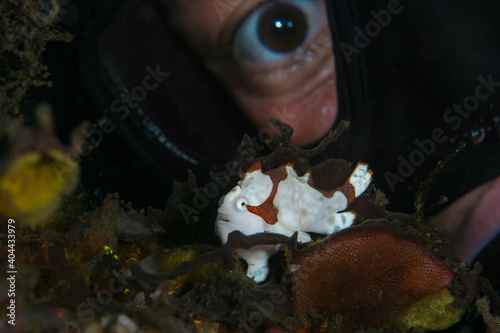 Female scuba diver looking at warty clown frogfish on coral reef photo