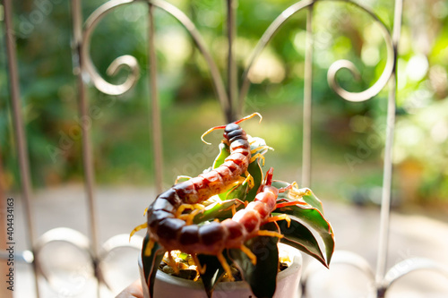 Fotografia, Obraz Centipedes are poisonous animals