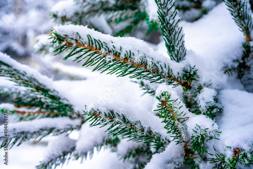  Soft focus. Closeup of fir branch with snow. Christmas and New Year holiday background. Copy space for your text. High quality photo