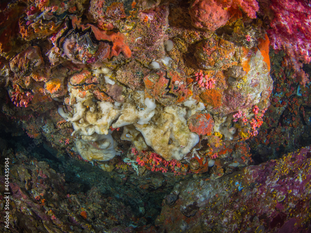 Sea sponges growing under a rock (Mergui archipelago, Myanmar)
