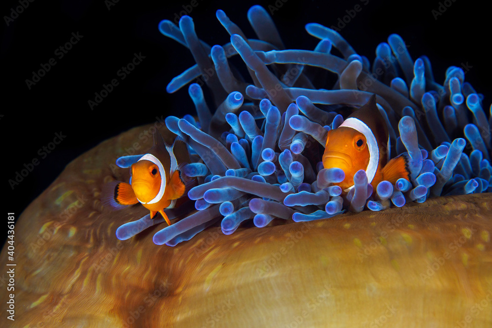 Φωτογραφία Pair of clownfish swimming in the tentacles of thei anemone - Amphiprion ocellar