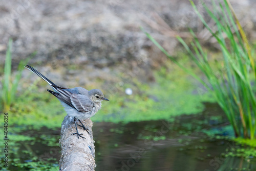 White Wagtail or Motacilla alba. Wagtails is a genus of songbirds. Wagtail is one of the most useful birds. It kills mosquitoes and flies, which deftly chases in the air photo