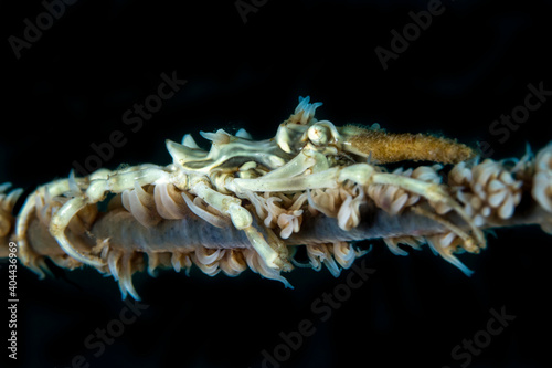 Xeno crab camouflaging with coral - Xenocarcinus tuberculatus