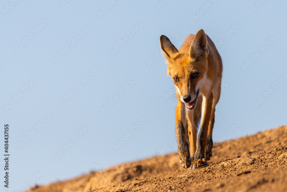 Tired and emaciated red fox on hot day in a steppe