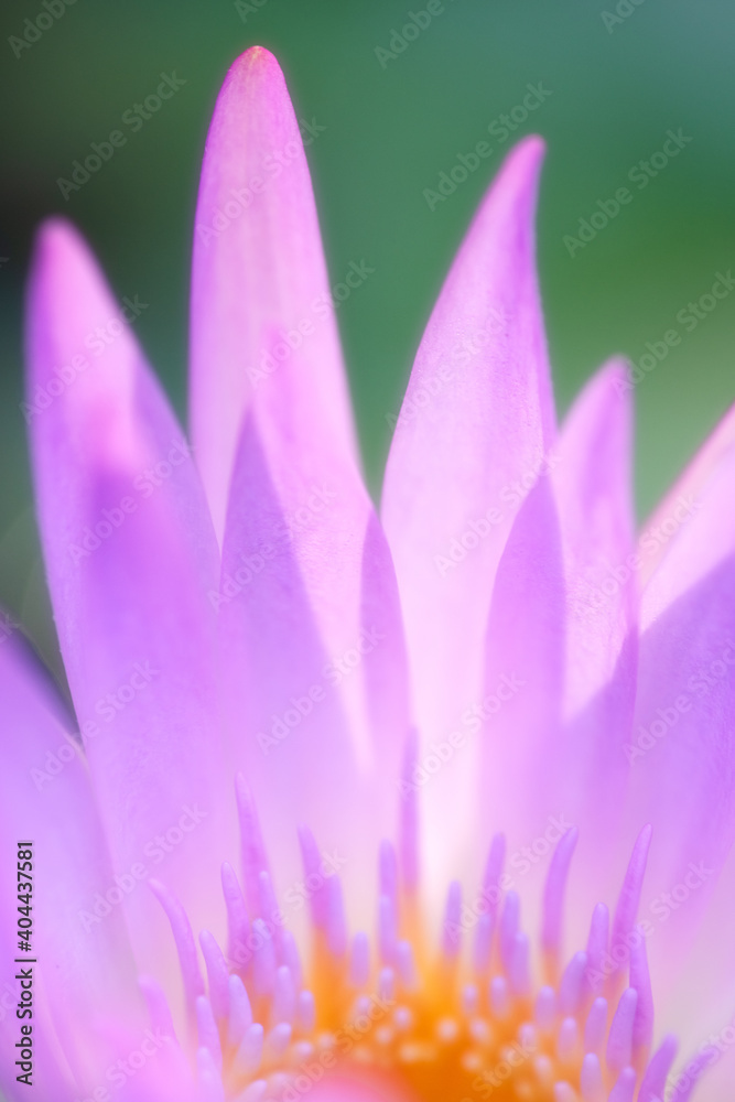 close up or macro Pink lotus petal
