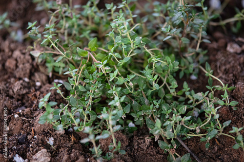 German thyme growing in garden soil