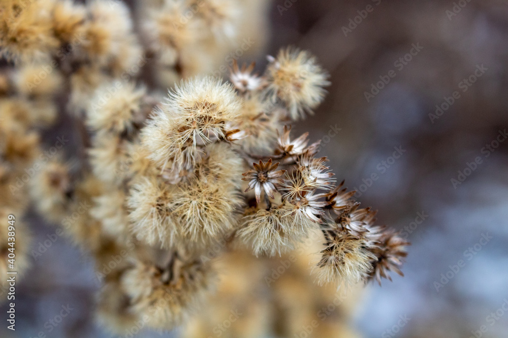 Obraz premium Dmuchawce 