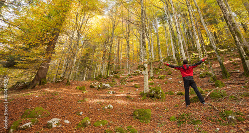 A trekker walking solo  among the forest in a sunny atumnal  day photo