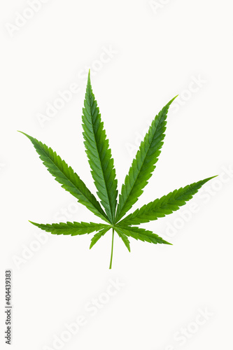 marijuana leaf isolated on white background clipping path