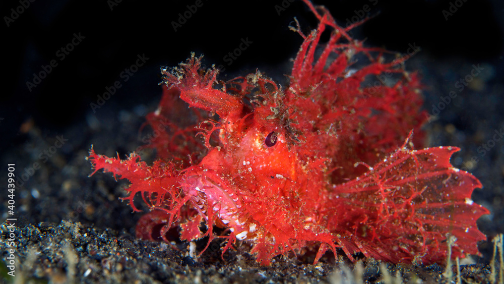 Fototapeta premium Ambon scorpionfish on muck diving site in Indonesia - Pteroidichthys amboinensis