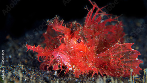 Ambon scorpionfish on muck diving site in Indonesia -  Pteroidichthys amboinensis © Mike Workman