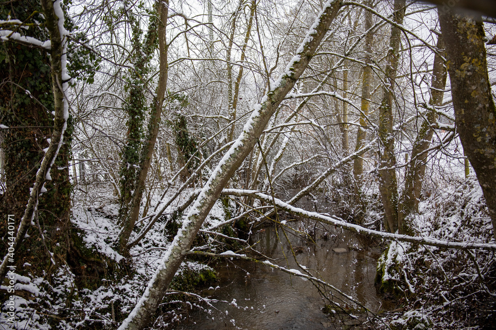 Wald mit Ästen und Bäumen im Winter mit Schnee Wald mit Ästen und Bäumen im Winter mit Schnee