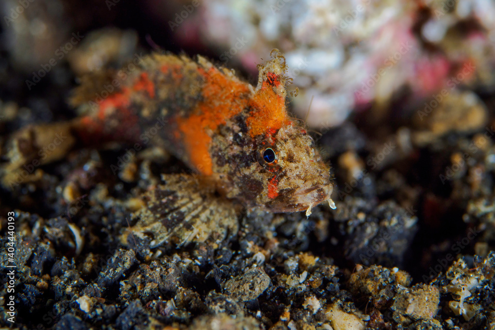 Velvetfish on Indonesian dive site Velvetfish on Indonesian dive site