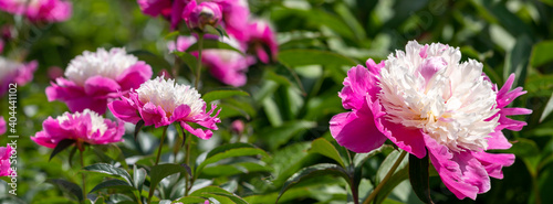 Pale pink peonies on a background of green leaves.