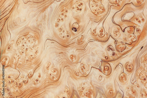 Wood burl texture background. High resolution image of exotic hardwood veneer grain burr. 