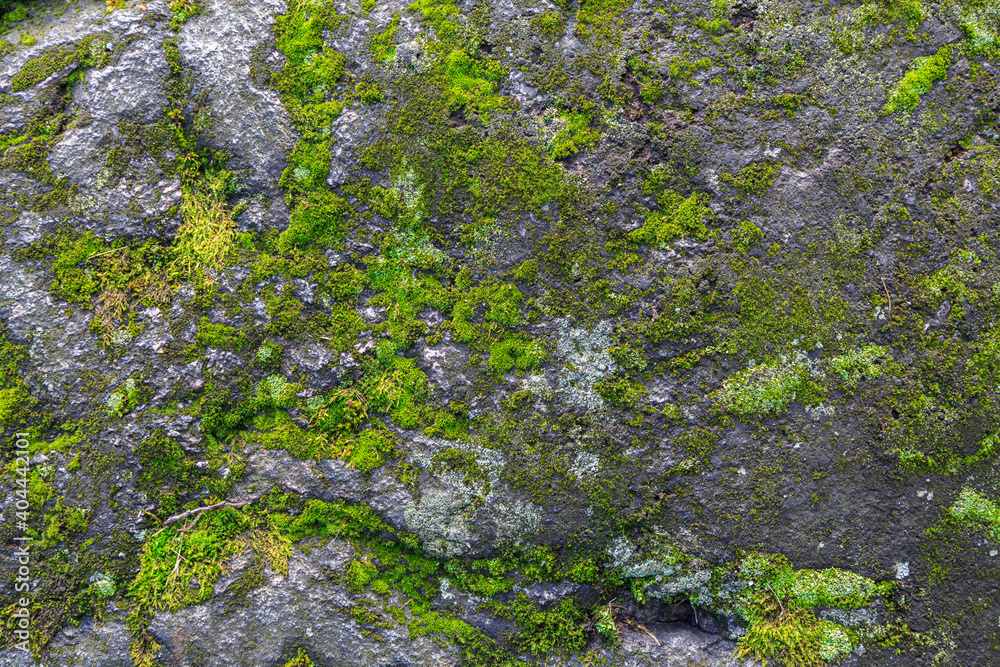 Green moss on a rock texture background. High resolution image of green moss, Bryophyta