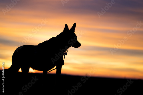Portrait of beautiful German Sheppard dog, with warm sunbeams sun’s rays light with flare illuminating the subject and silhouette © Diogo Oliveira
