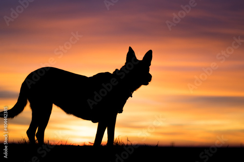 Portrait of beautiful German Sheppard dog, with warm sunbeams sun’s rays light with flare illuminating the subject and silhouette © Diogo Oliveira