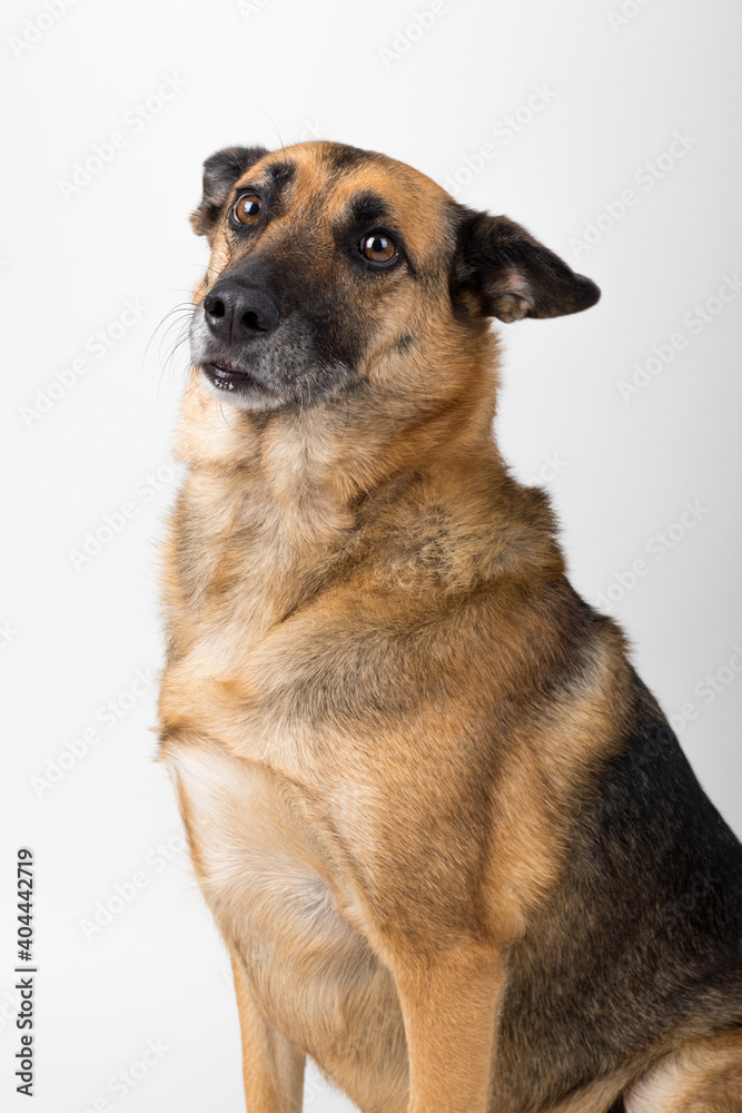 A Beautiful German Sheppard. Animal portrait against white background. A Beautiful German Sheppard. Animal portrait against white background.