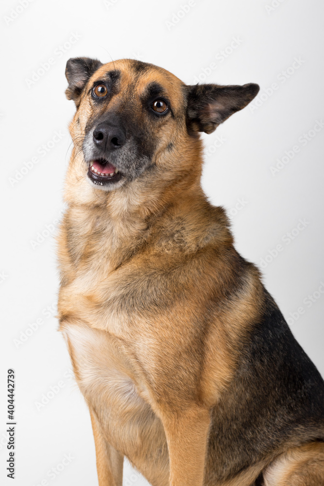 A Beautiful German Sheppard. Animal portrait against white background.