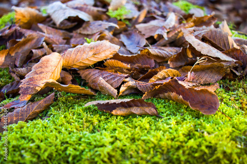 Macro and close-up of moss and autumn leaves on the land