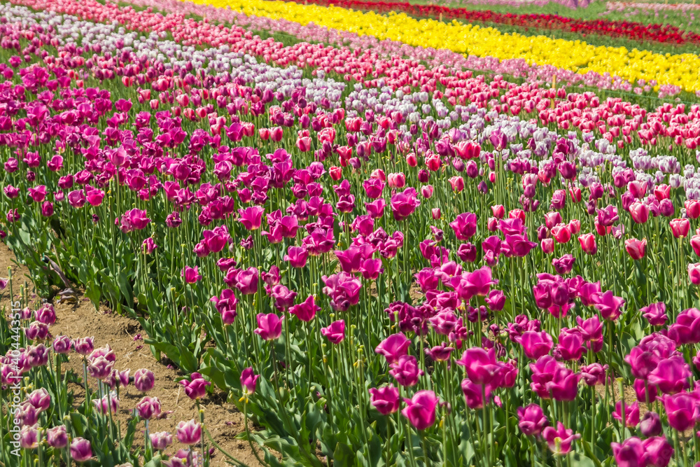 Large field of multi-colored tulip flowers. Beautiful floral background of bright tulips blooming in the garden in the middle of a sunny spring day. Large field of multi-colored tulip flowers. Beautiful floral background of bright tulips blooming in the garden in the middle of a sunny spring day.