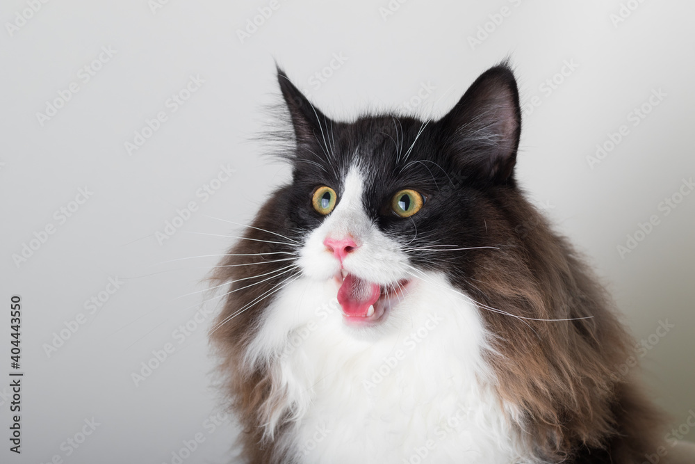Portrait of beautiful black and white long-haired Norwegian Forest Cat, sitting in front of camera and isolated on white background Portrait of beautiful black and white long-haired Norwegian Forest Cat, sitting in front of camera and isolated on white background
