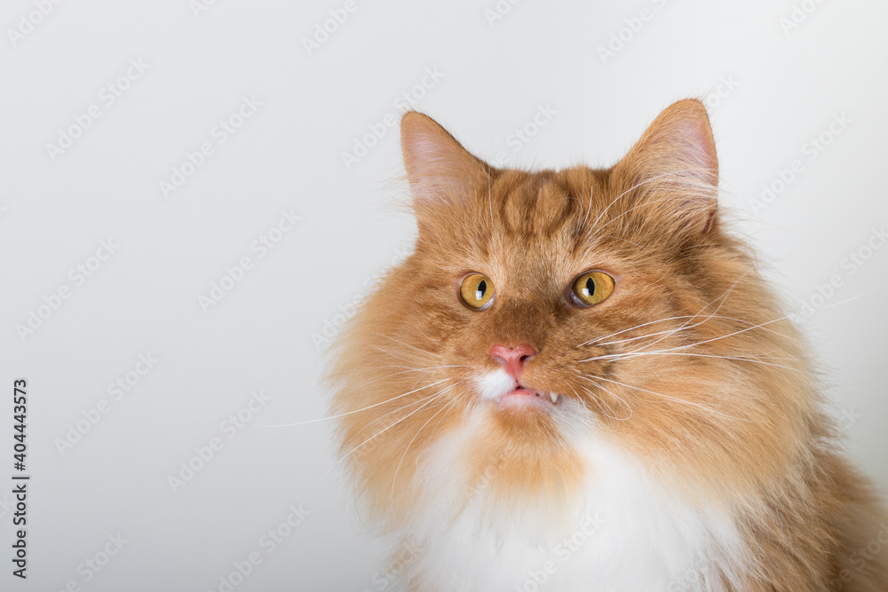 Portrait of beautiful white and orange long-haired Norwegian Forest Cat, sitting in front of camera and isolated on white background
