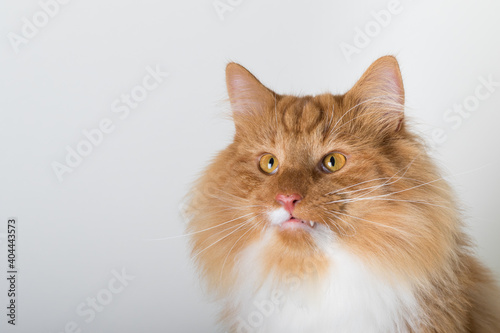 Portrait of beautiful white and orange long-haired Norwegian Forest Cat, sitting in front of camera and isolated on white background