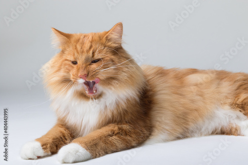 Portrait of beautiful white and orange long-haired Norwegian Forest Cat, sitting in front of camera and isolated on white background © Diogo Oliveira