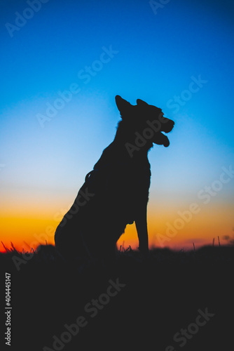 Portrait of a Beautiful German Sheppard standing during sunset, silhouette