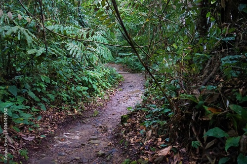 Trail path at Kinabalu National Park in Sabah, Kota Kinabalu, Malaysia