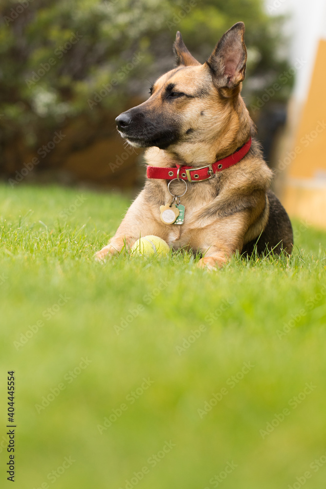 Portrait of beautiful German Sheppard dog, playing in the backward garden