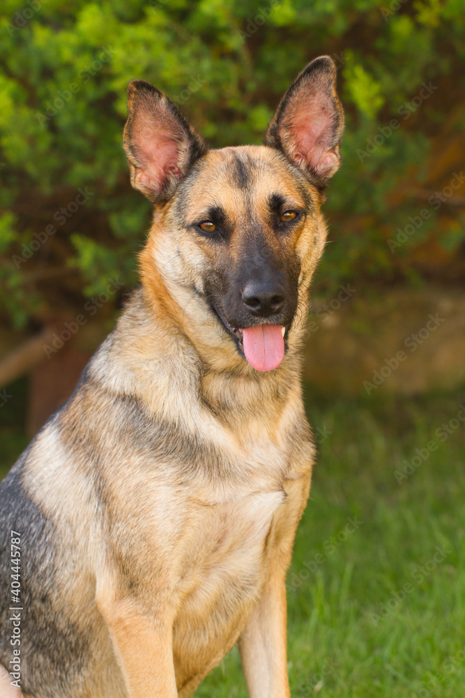 Portrait of beautiful German Sheppard dog, playing in the backward garden Portrait of beautiful German Sheppard dog, playing in the backward garden