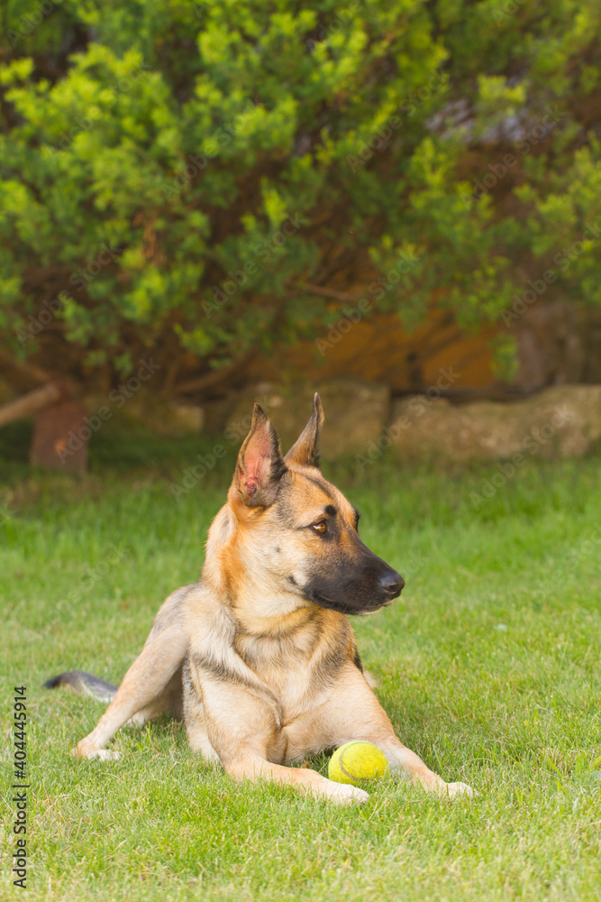 Portrait of beautiful German Sheppard dog, playing in the backward garden