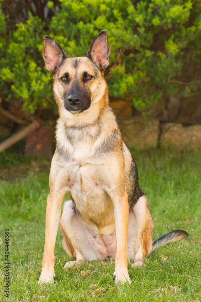 Portrait of beautiful German Sheppard dog, playing in the backward garden