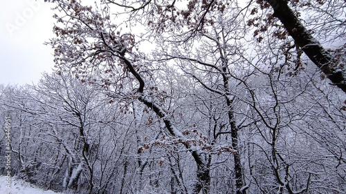 Neve sui rami degli alberi in montagna