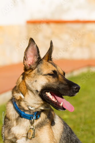 Portrait of beautiful German Sheppard dog, playing in the backward garden © Diogo Oliveira