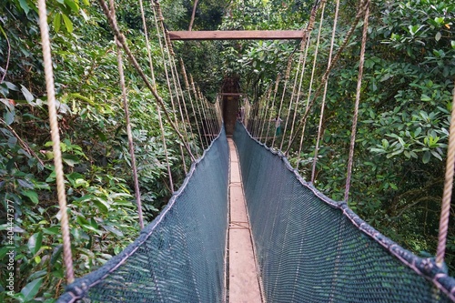 Poring Treetop Canopy Walk and Nature Reserve in Sabah, Borneo island, Kota Kinabalu, Malaysia photo