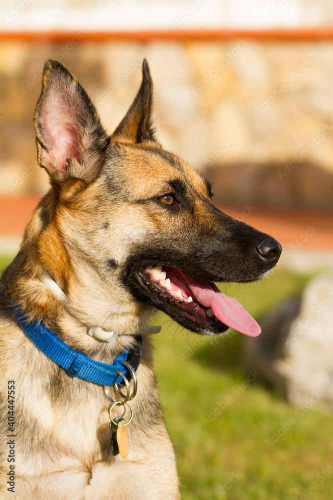Portrait of beautiful German Sheppard dog, playing in the backward garden Portrait of beautiful German Sheppard dog, playing in the backward garden