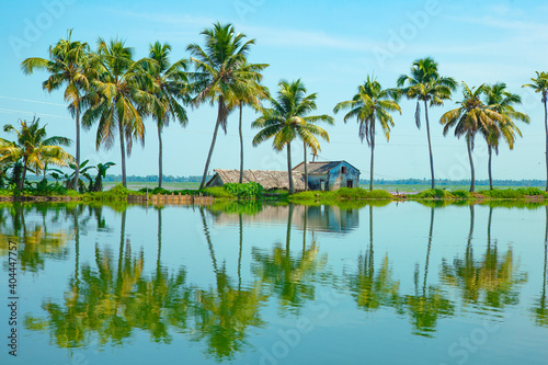 palm trees on lake with reflection,Cocunut tree,Kerala backwaters Alleppey 