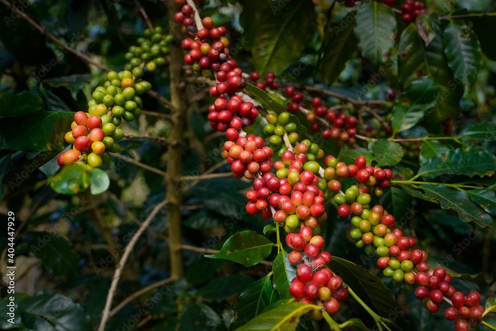 Raw or ripe red branch of Arabica and Robusta and organic coffee berries beans on tree. Farmer crop fruit at farm in Java.