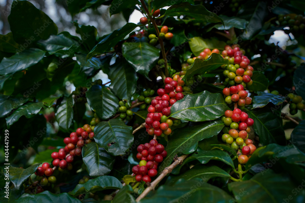 Raw or ripe red branch of Arabica and Robusta and organic coffee berries beans on tree. Farmer crop fruit at farm in Java.