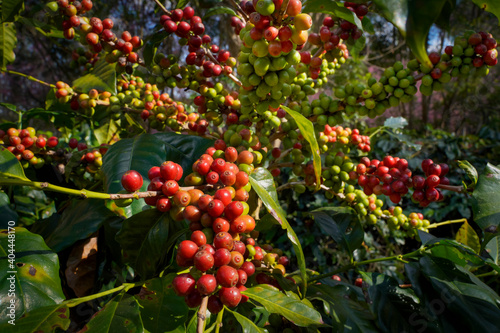 Raw or ripe red branch of Arabica and Robusta and organic coffee berries beans on tree. Farmer crop fruit at farm in Java.