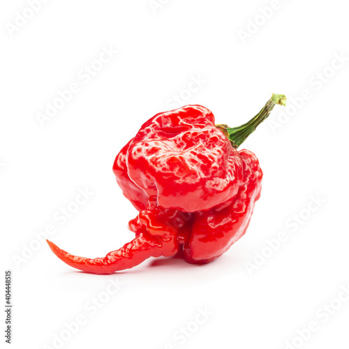 Carolina Reaper, the hottest chile pepper Capsicum chinense, whole ripe pod, isolated on white background. Superhot or extremely hot chile pepper photo